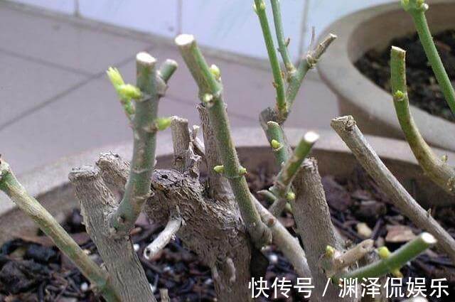 矮化茉莉的手法，只需这里“剪一下”，植株矮壮，发满“花芽”