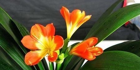 叶片|新养的君子兰,教你一招,不黄叶,不烂根,花箭呼呼冒