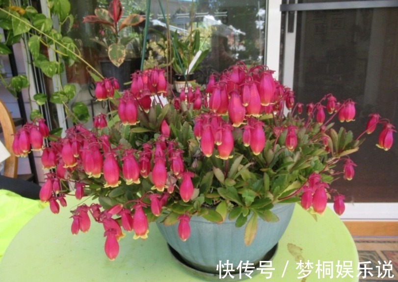 爆花|它是肉质“网红花”,寓意吉祥,掌握住技巧,植株轻松爆花