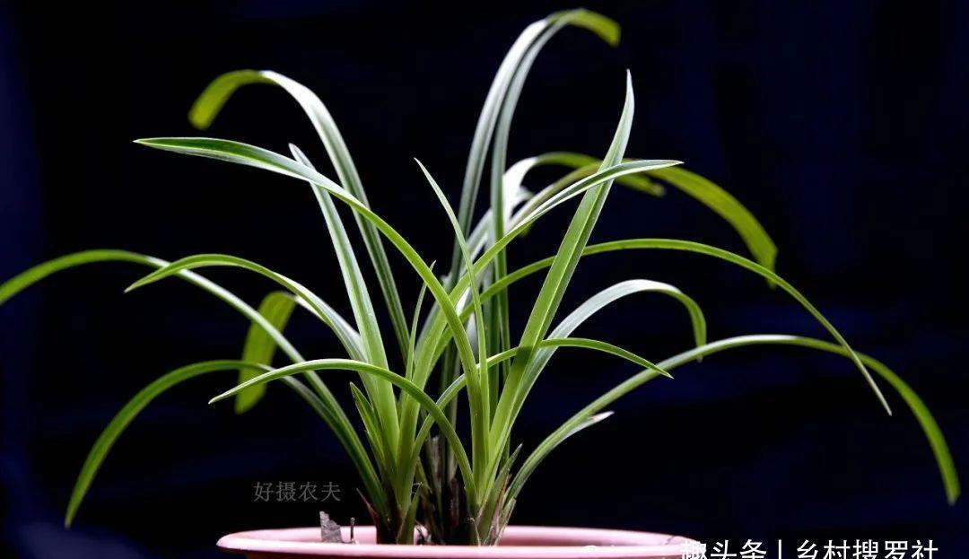 季节|三分种、七分养,芒种时节的兰花,如何养出浓绿的叶子?