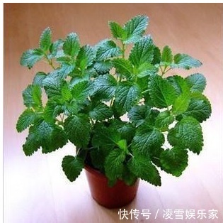 发酵|给花卉“喂”点黄豆,肥力杠杠滴,叶片绿的发油!养花并不难