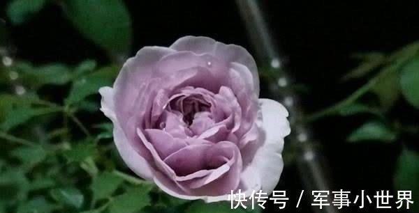 秋花|月季春花和秋花有什么区别?春花过后,做好3个多,秋花不愁开