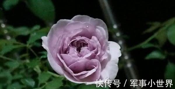 秋花|月季春花和秋花有什么区别？春花过后，做好3个多，秋花不愁开