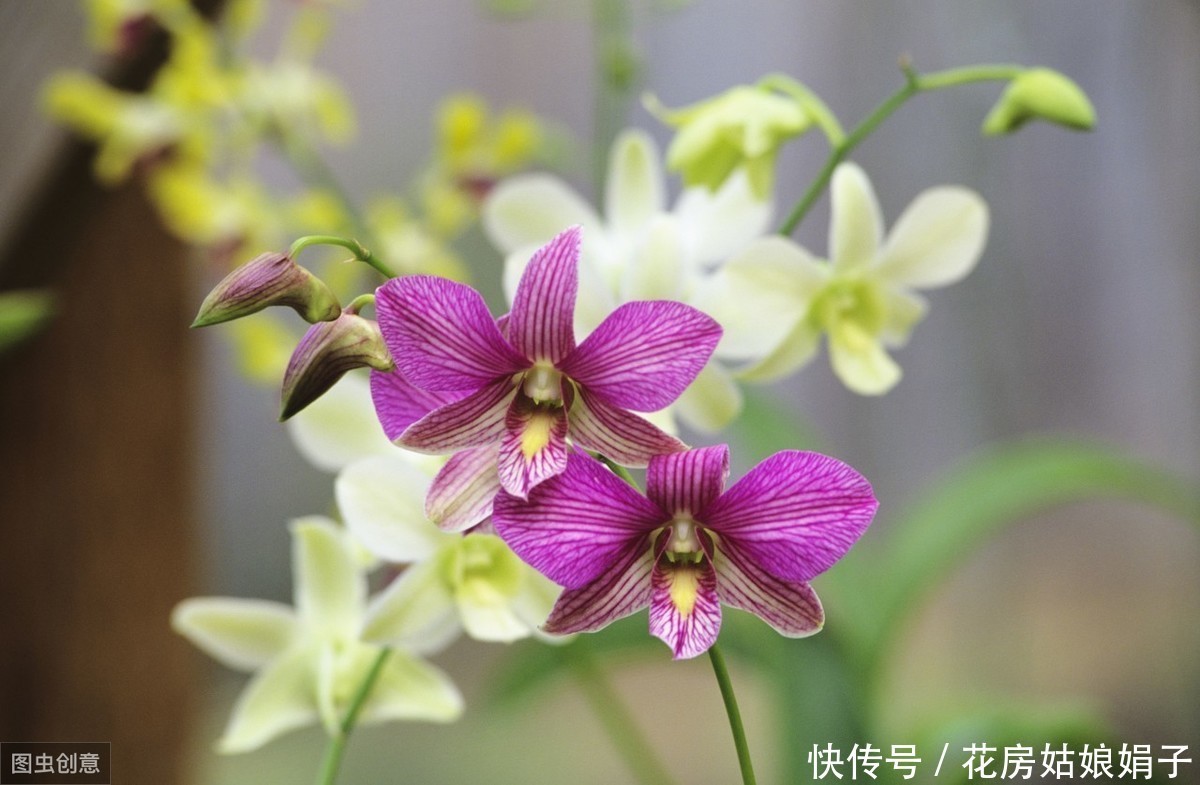 满枝|开花结果前,用啥花肥多不如它,养啥旺啥,花爆盆果子挂满枝