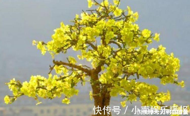 藤本|适合养在阳台的花卉,花开不断,花大色艳很漂亮