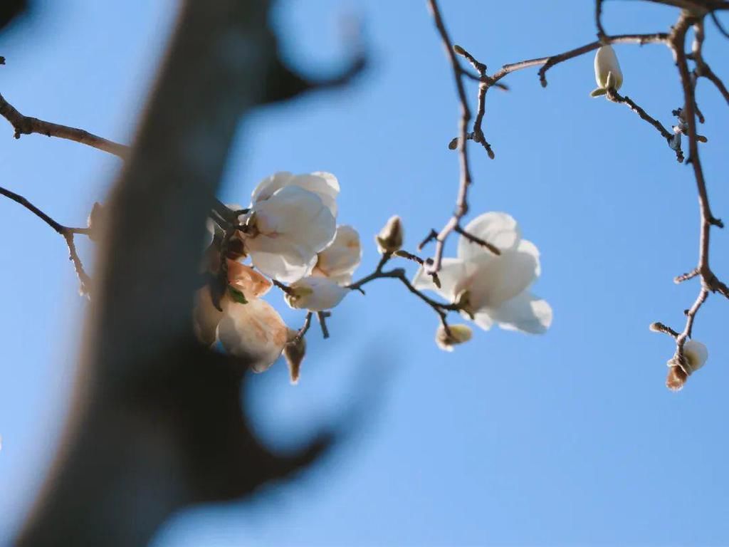 繁花烂漫迷人眼，香洲这里春色如画...