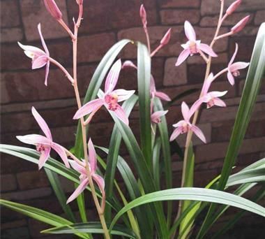 养花,打碎鸡蛋壳可使土壤变得更加松软不易硬化