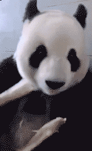 |搞笑GIF趣图:这是我见过的最让人讨厌的猫