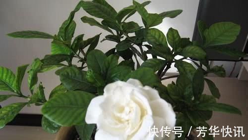 九里香|被称醋坛子的3种花,浇水时加点醋,花苞不断冒