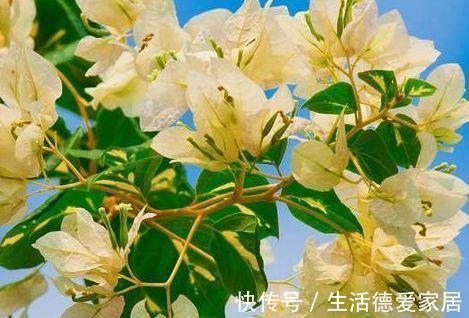 劳模|农历7月5号起，最适合养这些花，漂亮又好养，花中劳模