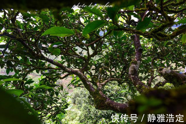 拉祜族|云南最有钱的村藏在大山深处，家家都是千万富翁，满山都是摇钱树