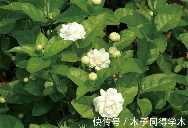 秋季|养花,这几款秋天天凉之后,就很少开花了,冬天也容易冻死