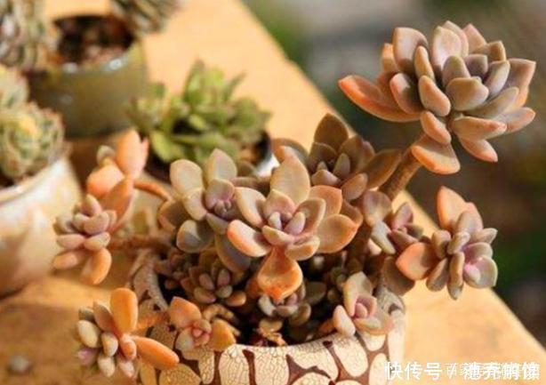 景天科|多肉中的7大美人,个个都千娇百媚,美极了!