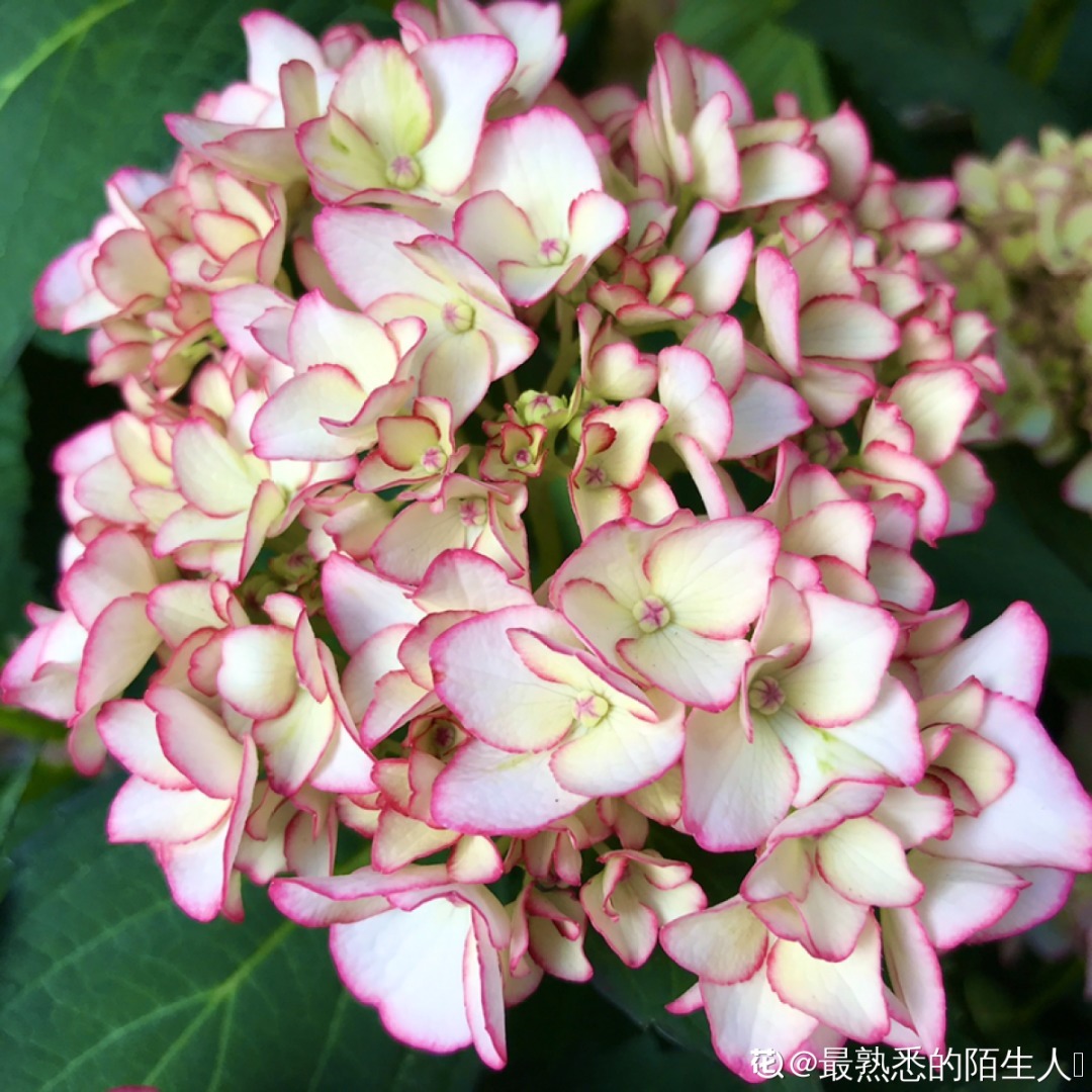 干枯|10种花特怕晒，越晒越黄叶，搬阴凉地儿才能活！