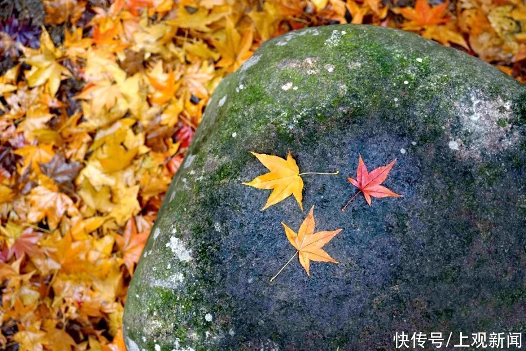 冬雨|冬雨浸润后的共青，别样动人