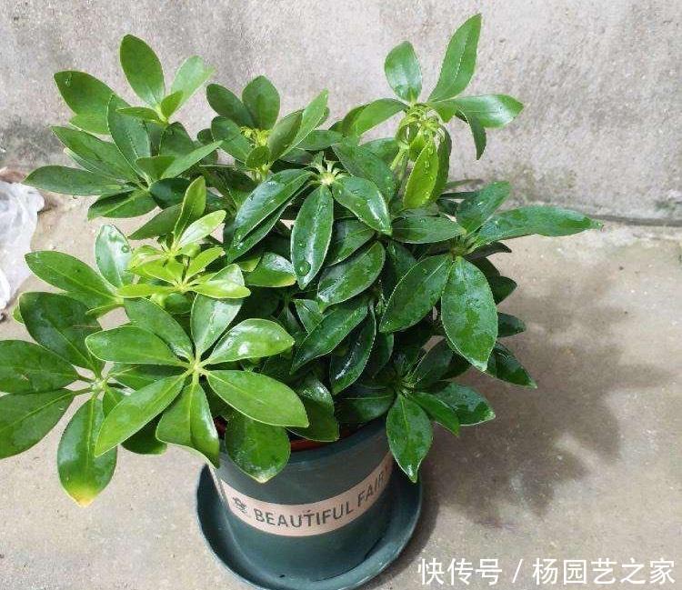 好养又省心的“4种花”,不用管就蹭蹭长,是很棒的室内绿植