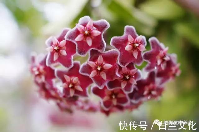 养花知识叫兰不是兰，花却美成仙，看看你家有几盆