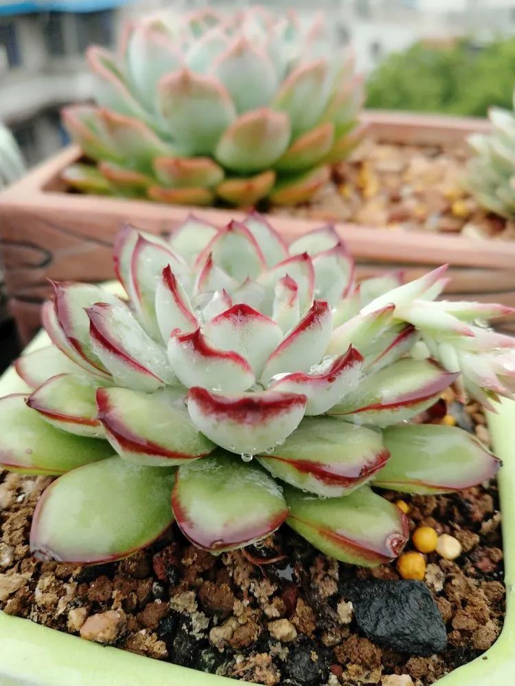 养肉三年,分享养肉经验,谈谈适合逆开挂区的多肉!