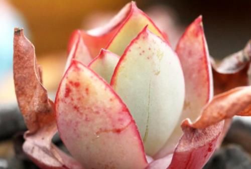 薄叶系多肉卢浮宫是大型多肉品种,养好了跟晚霞一样仙气飘飘