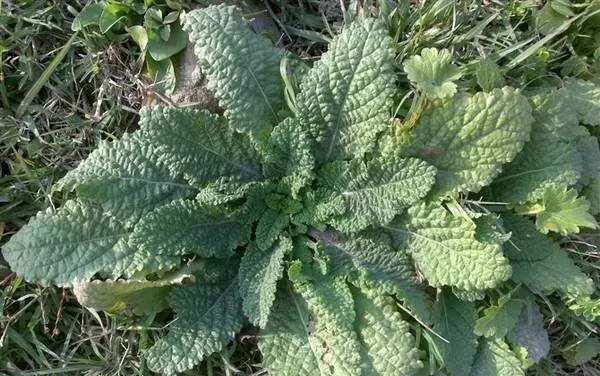 中年|5种被名字“坑”的野菜,常被错当成杂草,殊不知价值极为珍贵