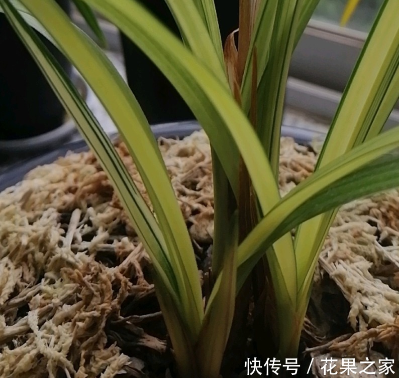 终于|五年磨一“花”,养了5年的艺兰,终于有个结果了!