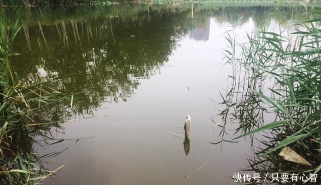 鱼星四起,鱼却不咬钩,着急解决不了问题,搞懂诱因方能化解