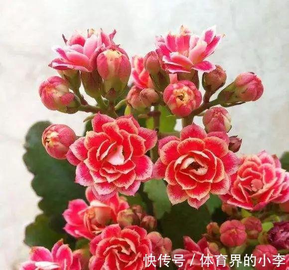 长寿花这样伺候,健康又长寿,开完一茬又一茬