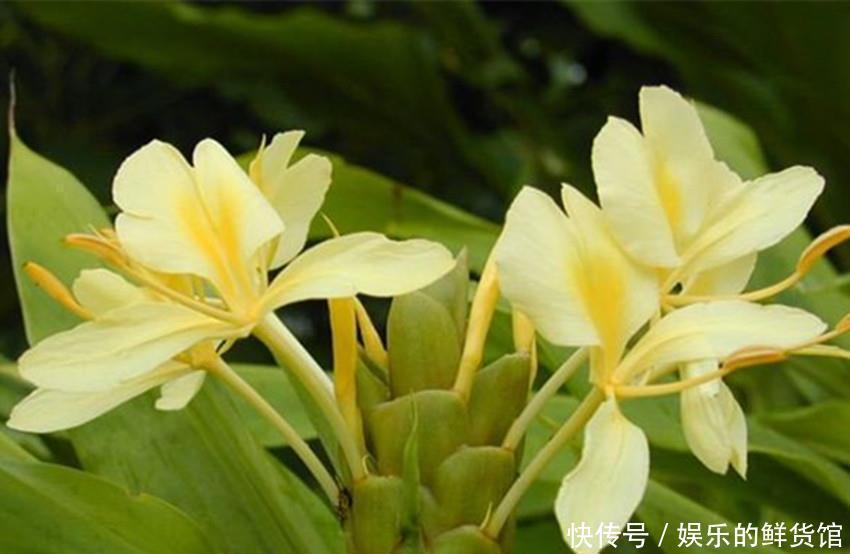 吉祥|佛家六种美丽又芳香的吉祥圣花,家养一盆平安吉祥,漂亮还好养