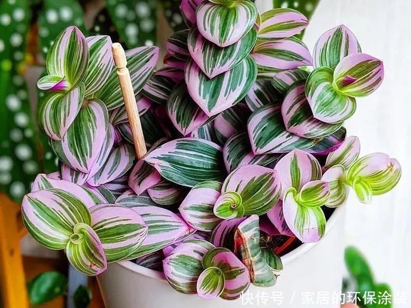 吊兰|诗情画意的网红鸭跖草,油画吊兰这么养护,叶片清丽脱俗如画卷