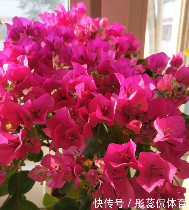 打理|春节不能错过的4种招财花,花香易打理,养在客厅美极了