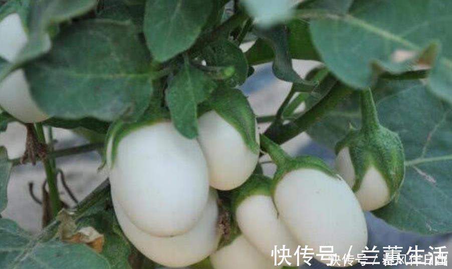 阳台养盆“鸡蛋”,生长快结果多,3天采摘1次,够全家吃!