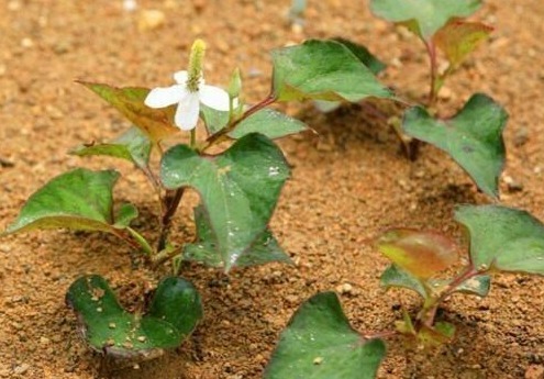 长得河边的它，人称“软耳朵”，有人说恶心，却不知它能“抗癌”