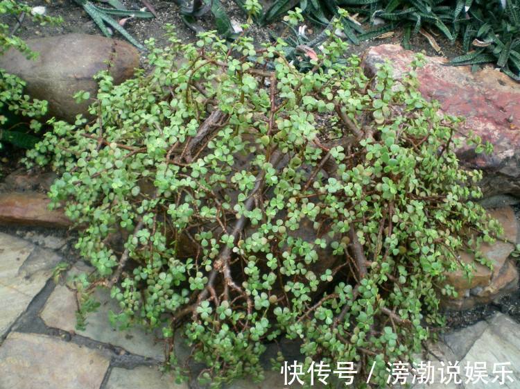 宝贝|马齿觅——野菜中的宝贝!很多人都不了解其作用!