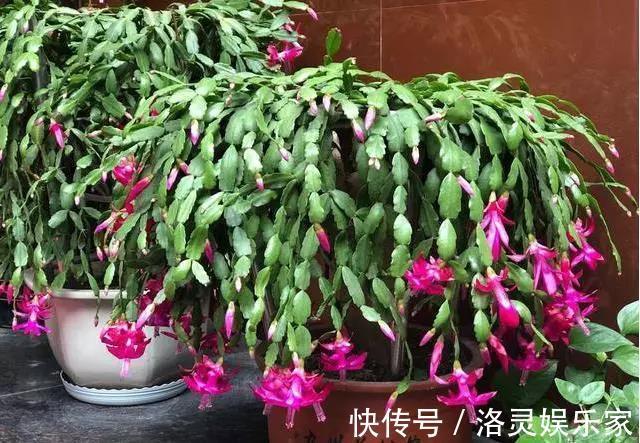 烂根|几种辅助养花小工具，放在盆底肥沃透气，花卉旺盛不烂根