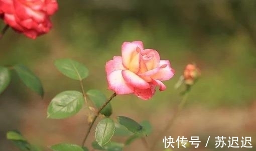 相守|5天后，真爱敲门，为爱断肠，诉说真情，再次相聚，再度相守