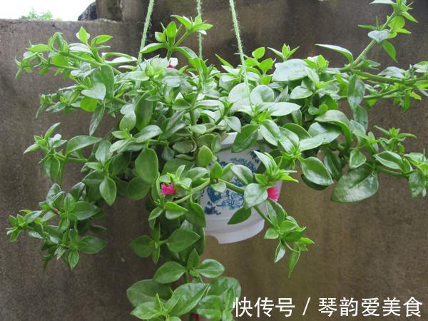 立秋后,建议扦插6种花,温度适宜“利于”生根,成活率高