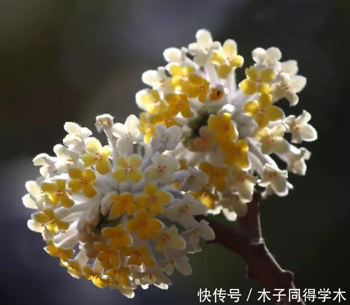 打结花!真漂亮啊!