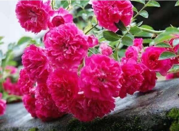 一整年都能开花的三种花,比牡丹美丽还好养活,养一盆天天能赏花