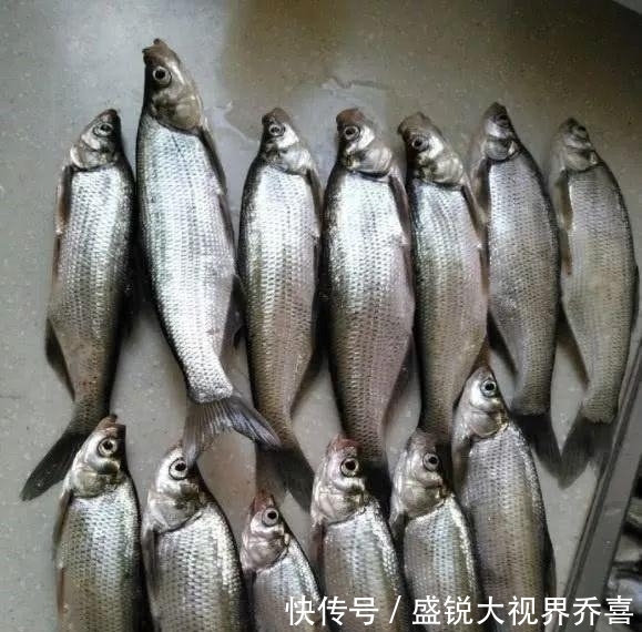 小鱼|翘嘴怎么钓？钓翘嘴用什么饵料钓最好？