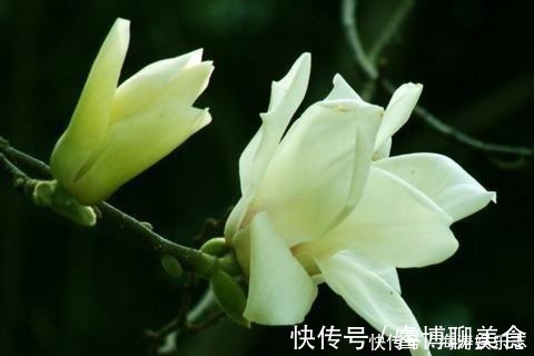 施肥|这花比茉莉还好闻,家里养一盆,花一开就是大半年!