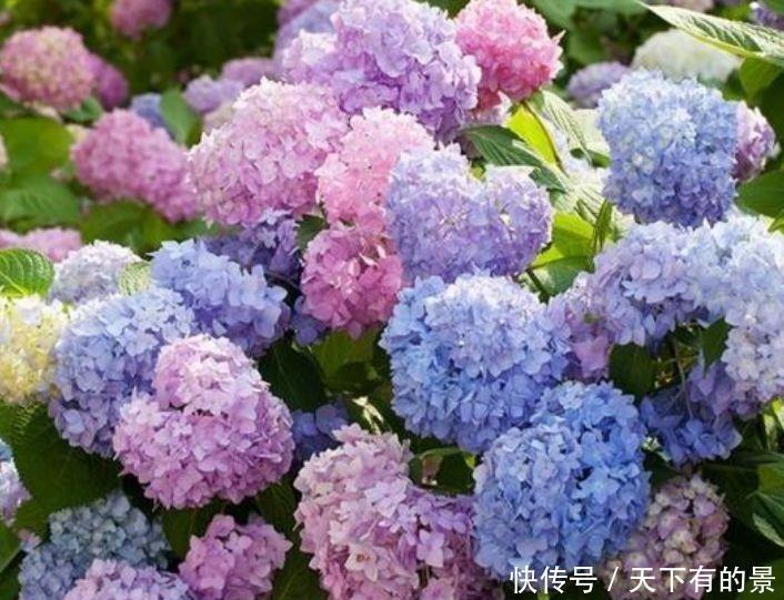 几款花卉便宜又好养,颜值超高的,家里秒变小花园