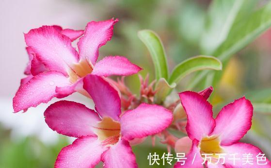 花盆越小开花越好的“皮实”花,塞进小花盆里,好养又好看