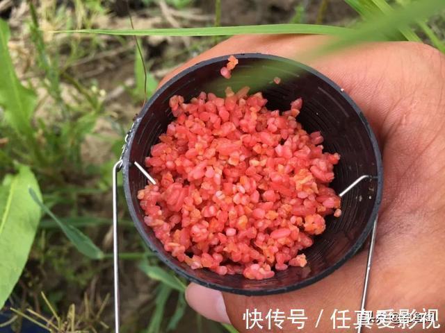 窝料能把多远的鱼诱过来,3米、5米还是10米?别再被骗了