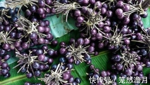 腰腿|农村一种野果,长得像葡萄,营养价值比葡萄高不少,能消食理气