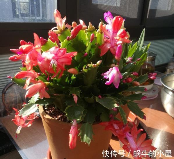 底肥|养花技巧:蟹爪兰一片叶子,蹿出10个花苞,给它喂啥好东西了