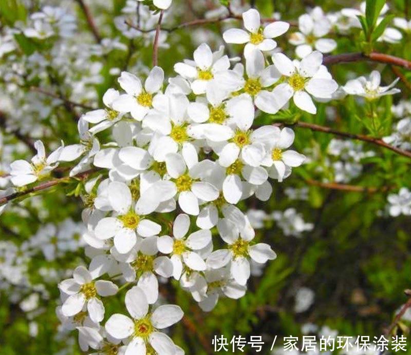 过冬|两种“耐寒花卉”,冬季可室外过冬,不怕冷,开花多