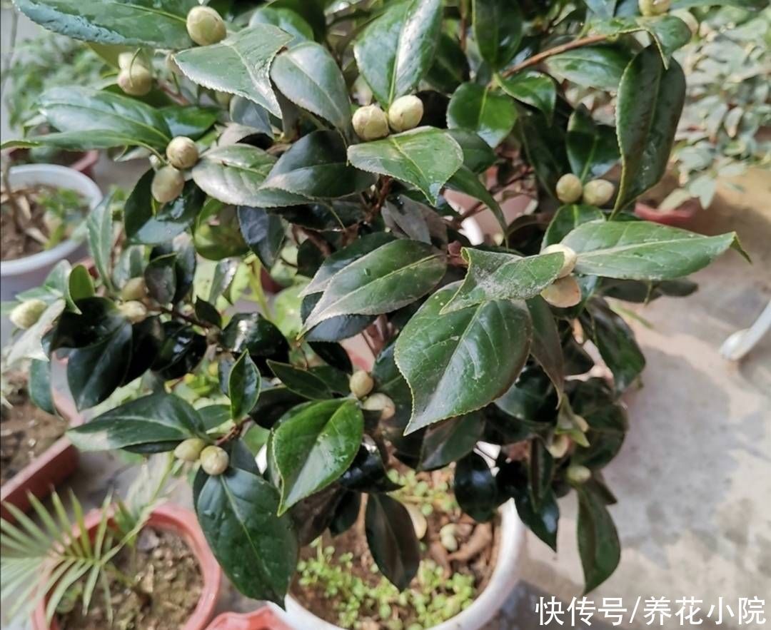 立秋后,3种花长出花苞,补上几次磷钾肥,提高开花质量