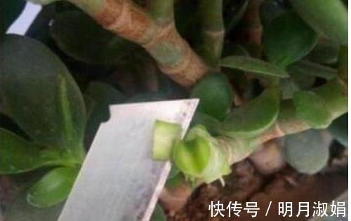 玉树|马齿苋树太廉价一根枝条，一碗汤，长成老桩，变“万元盆景”