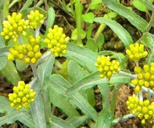 鼠尾草|山上常见的黄花杂草,原来是珍贵野菜,没想到它还有很多作用!
