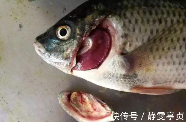 身体|买鱼时,碰到这4种鱼直接走,浪费钱还伤身体,鱼贩子自己都不吃